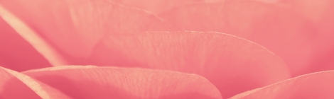 Pink-Flower-Closeup